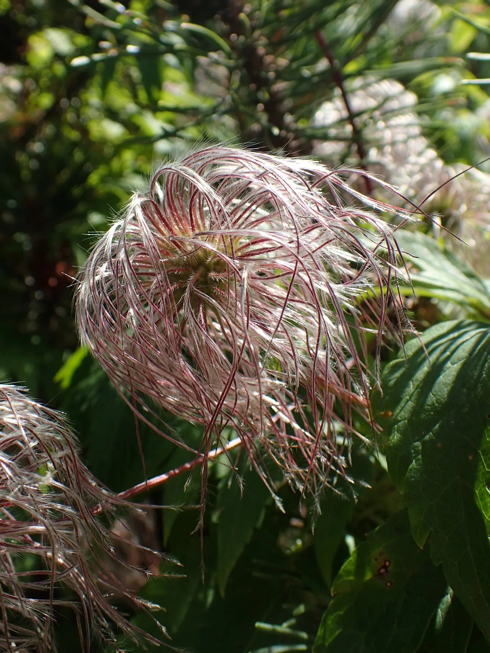Jackman Clematis (Clematis 'Jackmanii') — from midsummer to early fall; the blooms make their grand appearance from midsummer until early fall, image 44