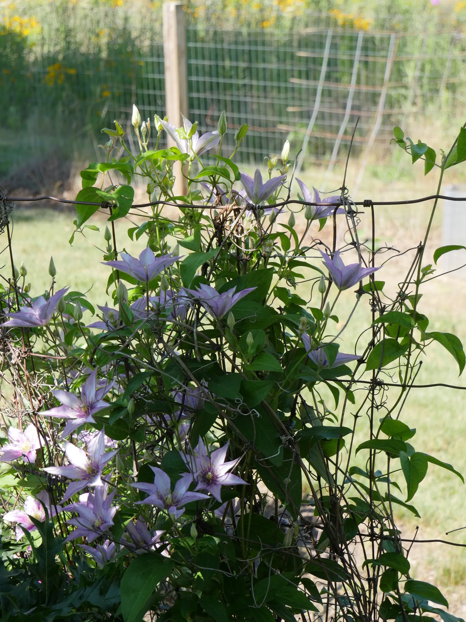 Jackman Clematis (Clematis 'Jackmanii') — from midsummer to early fall; the blooms make their grand appearance from midsummer until early fall