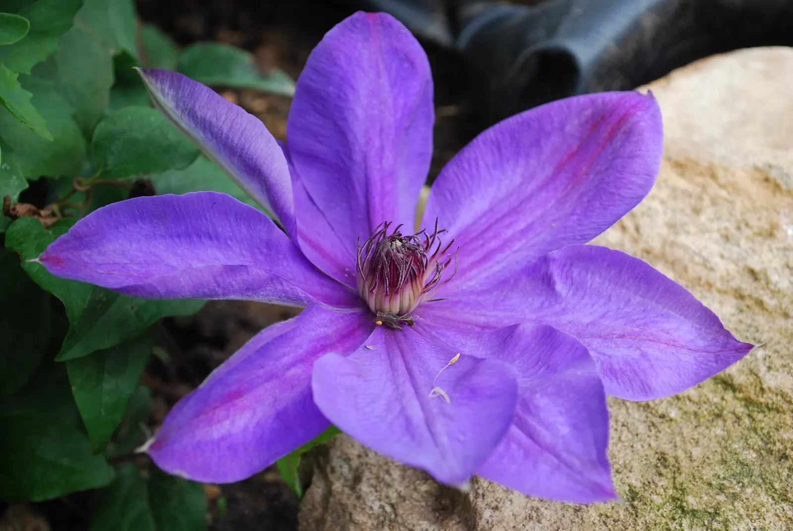 Jackman Clematis (Clematis 'Jackmanii') — especially during dry spells