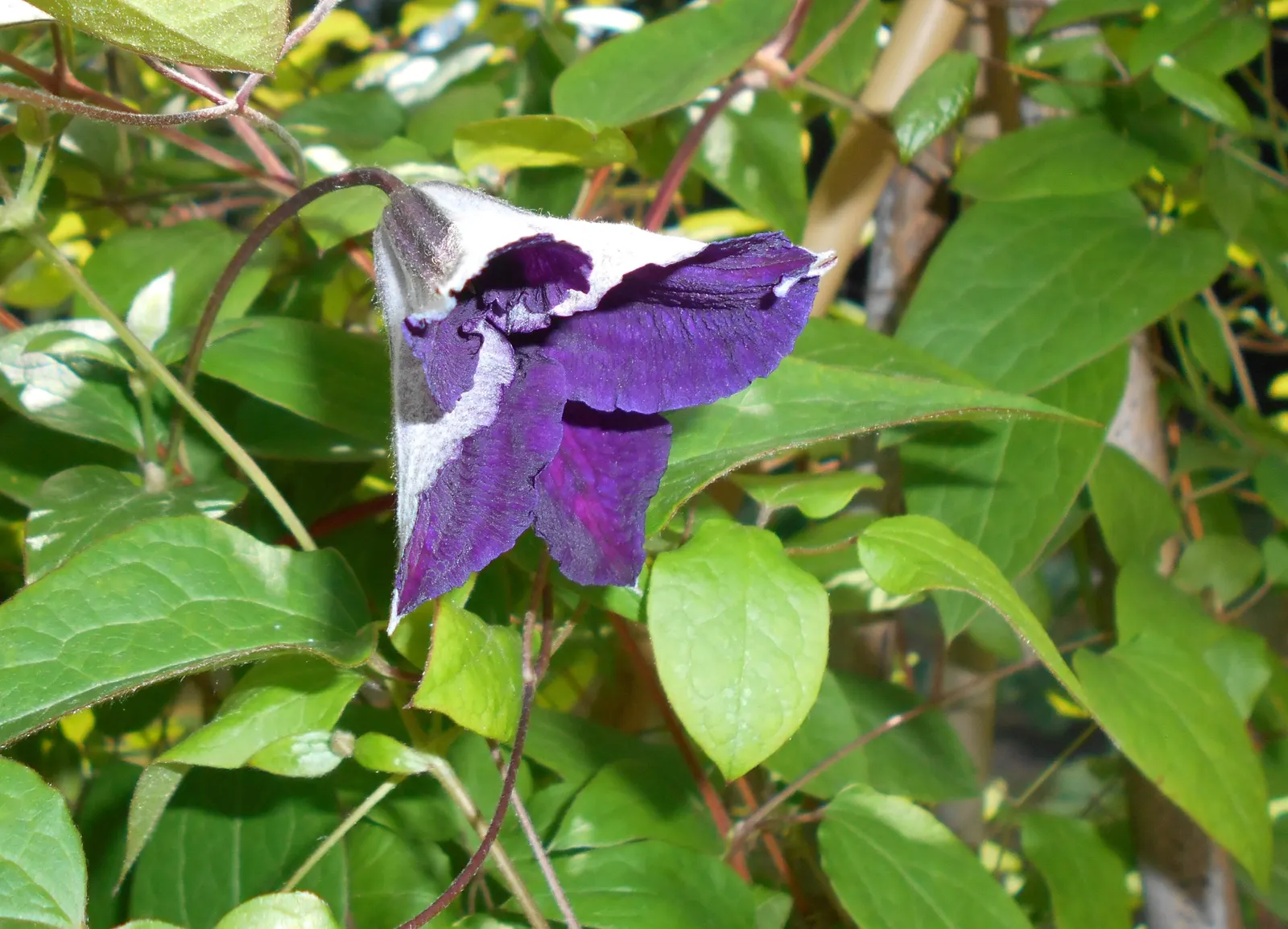 Jackman Clematis (Clematis 'Jackmanii') — Pruning in late winter encourages robust growth; the blooms make their grand appearance from midsummer, image 47