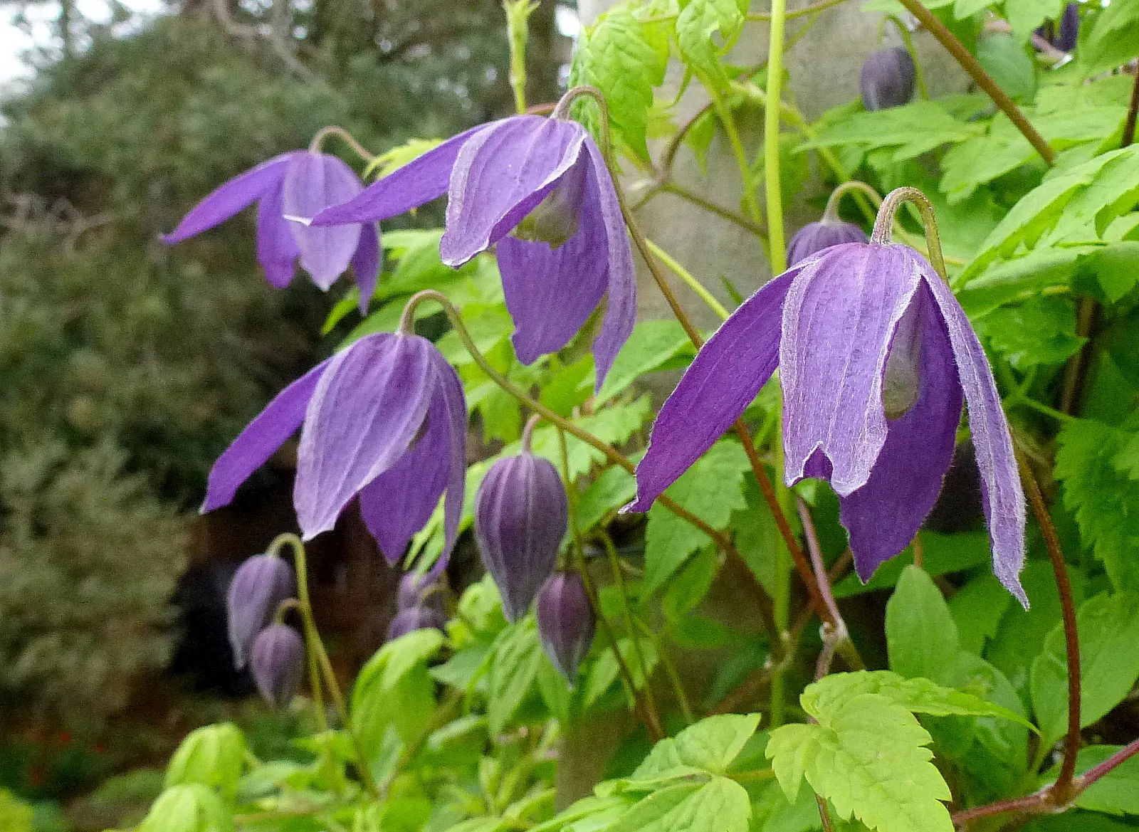 Jackman Clematis (Clematis 'Jackmanii') — offering a long-lasting display.<br><br>Thriving in USDA Hardiness Zones 4 through 8