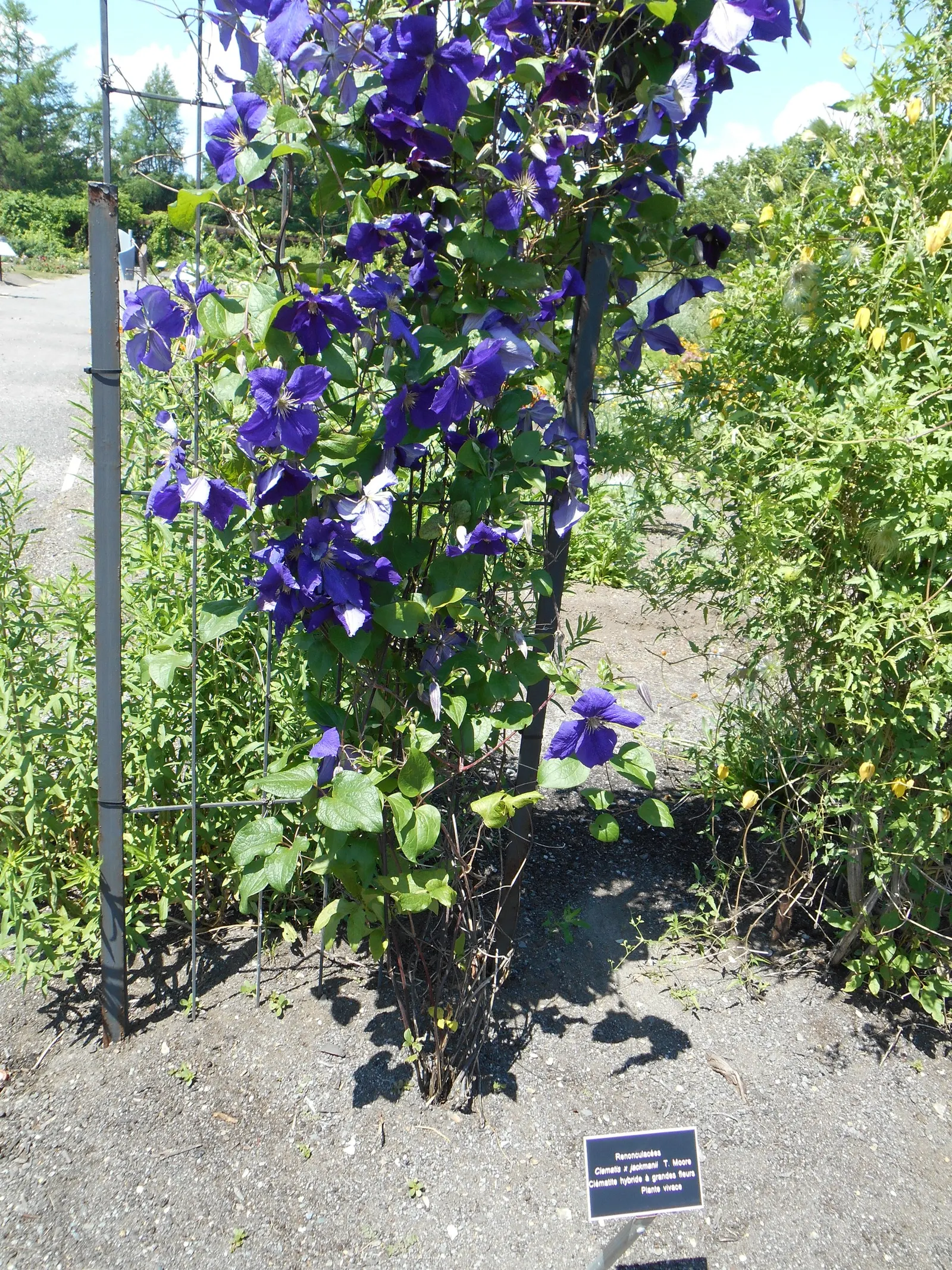 Jackman Clematis (Clematis 'Jackmanii') — scientifically referred to as Clematis 'Jackmanii'; enhancing ecological diversity, image 48