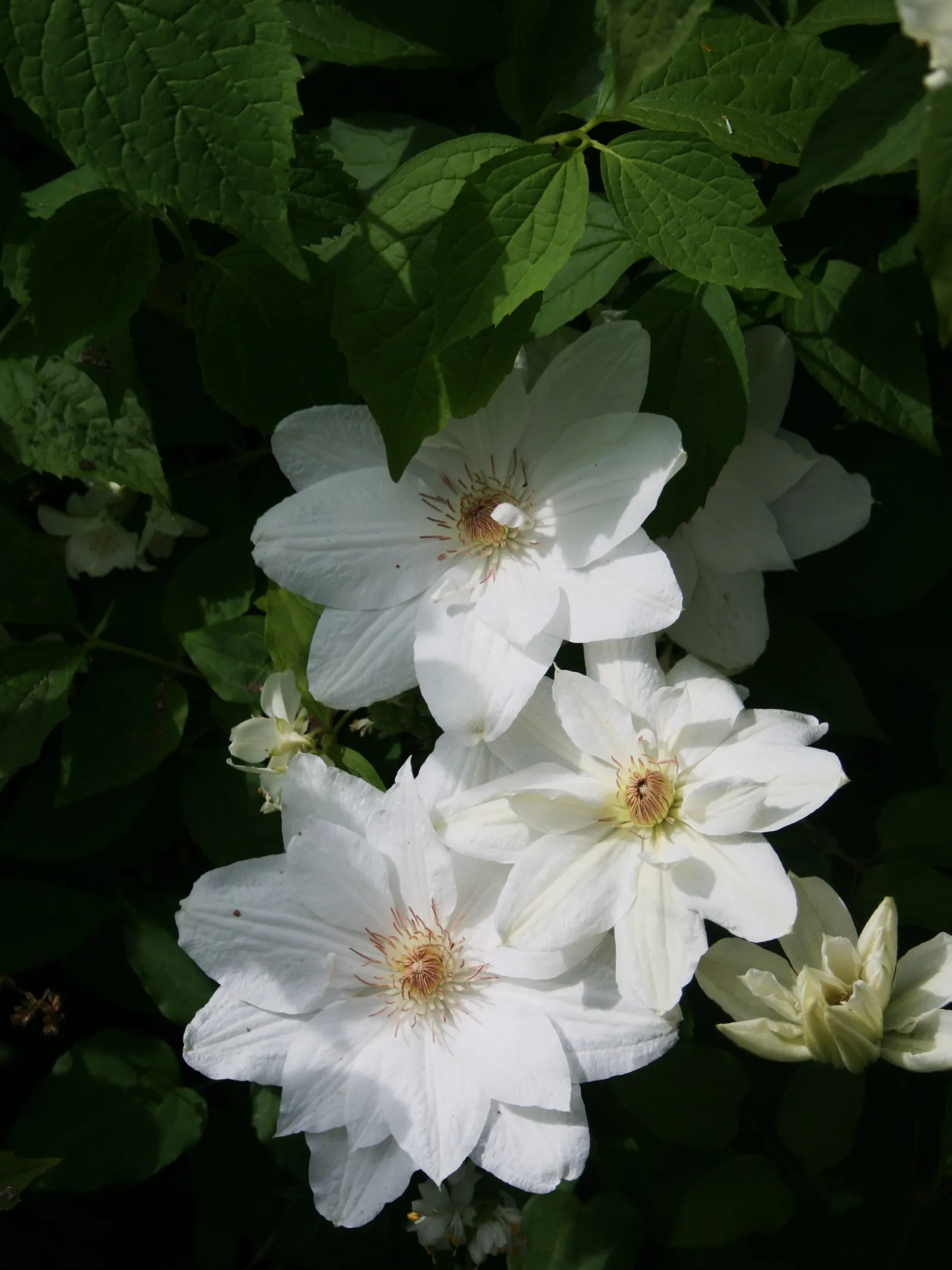 Jackman Clematis (Clematis 'Jackmanii') — vine for full or half; enhancing ecological diversity