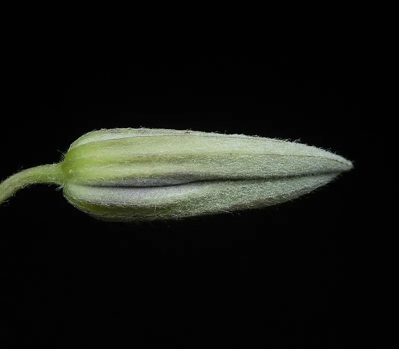 Jackman Clematis (Clematis 'Jackmanii') — this cultivar exhibits flowers that span 4 to 7 inches across; enhancing ecological diversity