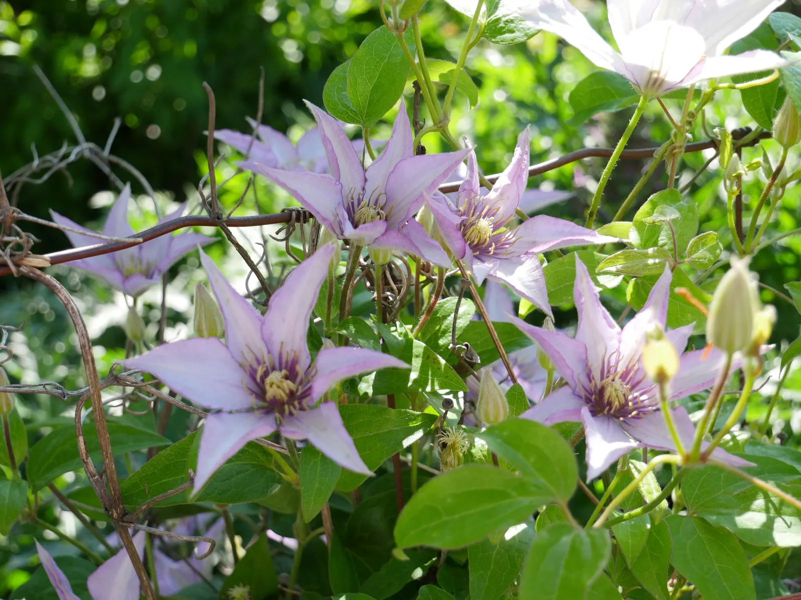Jackman Clematis (Clematis 'Jackmanii') — vine for full or half