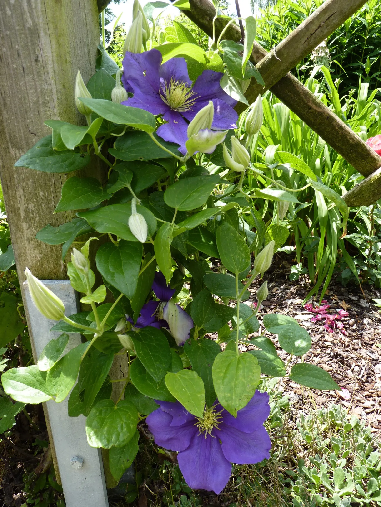 Jackman Clematis (Clematis 'Jackmanii') — The blooms make their grand appearance from midsummer until early fall, image 32