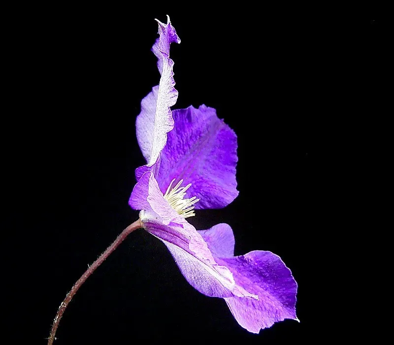 Jackman Clematis (Clematis 'Jackmanii') — is a vigorous perennial vine showcasing lush purple blooms with velvety textures