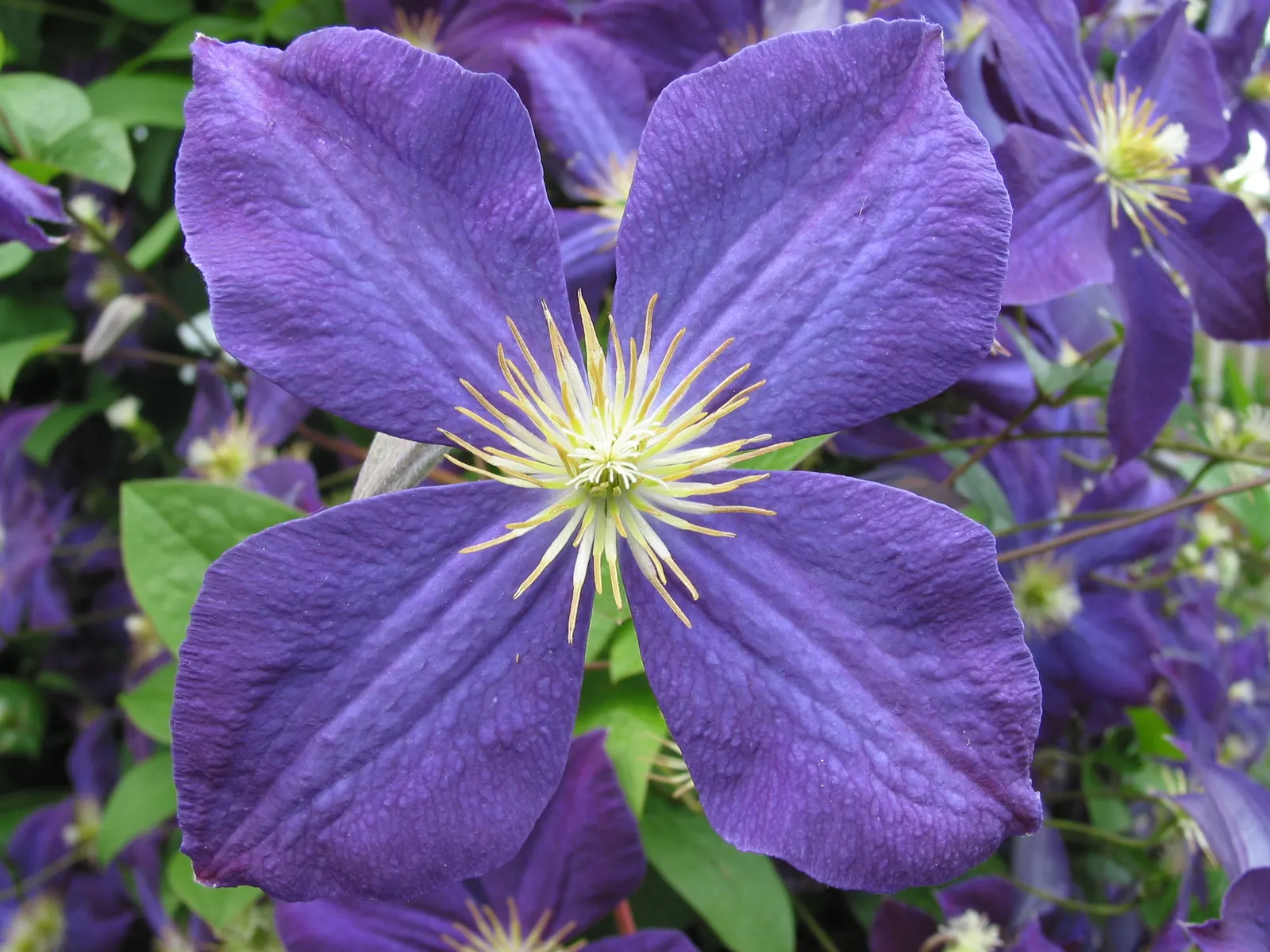 Jackman Clematis (Clematis 'Jackmanii') — It thrives in USDA zones 4-11, reaching heights of 10-12 feet and spreads of 3-4 feet