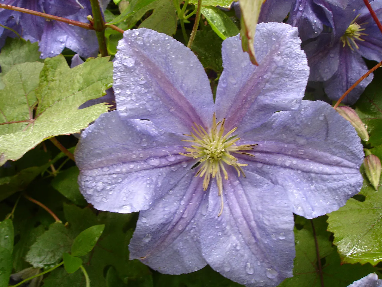 Jackman Clematis (Clematis 'Jackmanii') — is a quintessential flowering vine for elegant landscape designs; preferring full sun to part shade and well-drained