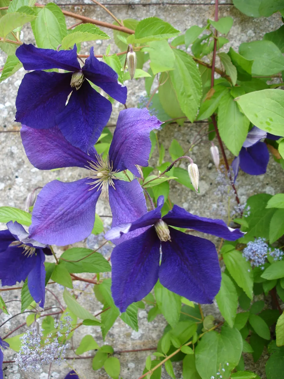 Jackman Clematis (Clematis 'Jackmanii') — especially during dry spells; enhancing ecological diversity