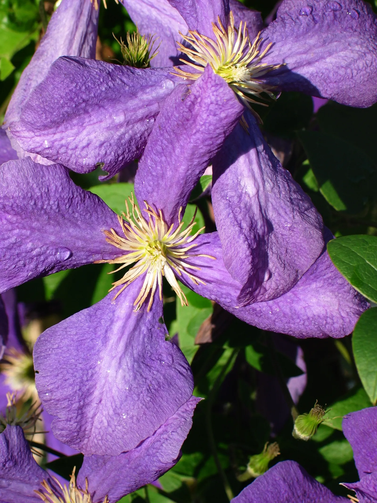 Jackman Clematis (Clematis 'Jackmanii') — The Clematis 'Jackmanii' can climb to a height of approximately 10 to 12 feet with proper support