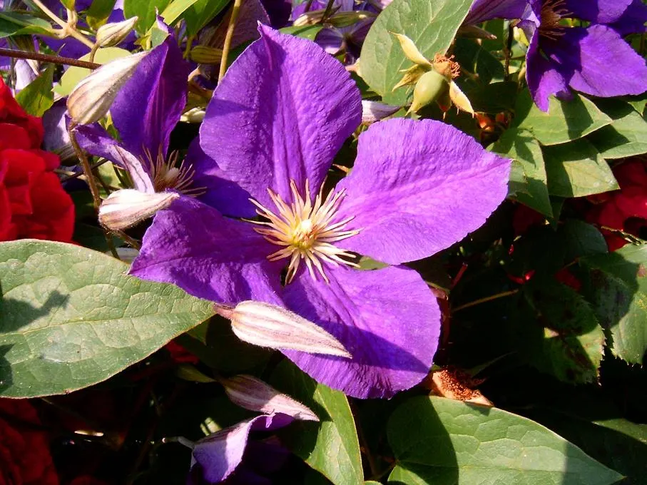 Jackman Clematis (Clematis 'Jackmanii') — The blooms make their grand appearance from midsummer until early fall