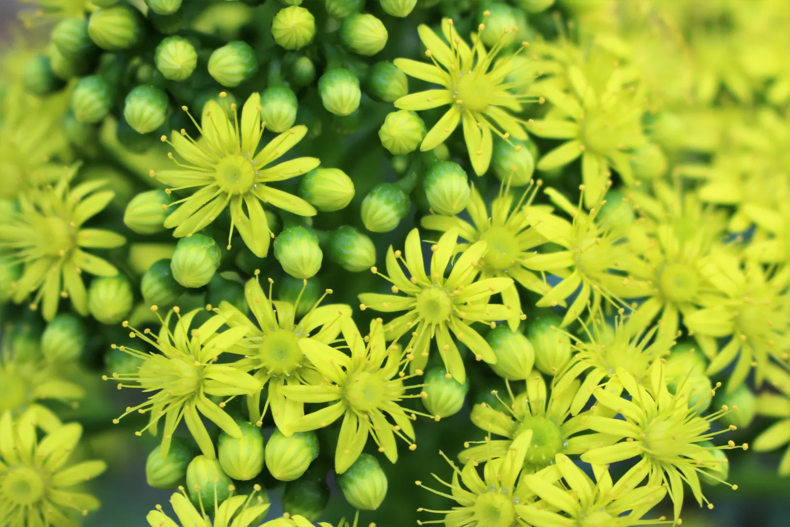 Stalked Aeonium (Aeonium Undulatum) — branching stalks and are composed of fleshy