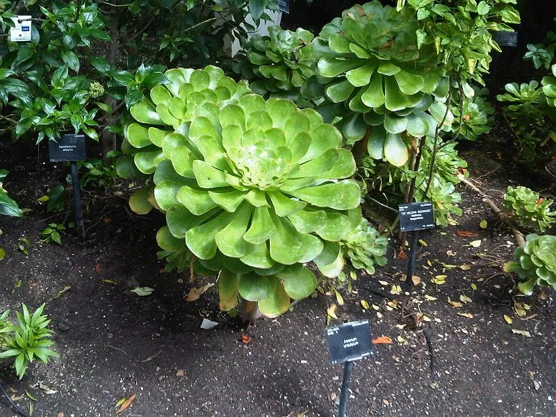 Stalked Aeonium (Aeonium Undulatum) — or as a container specimen