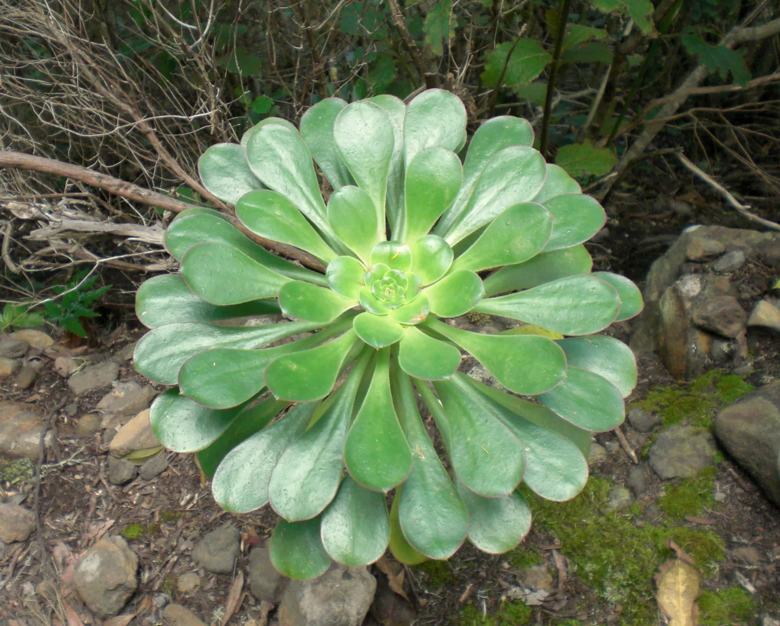 Stalked Aeonium (Aeonium Undulatum) — This species is native to the Canary Islands