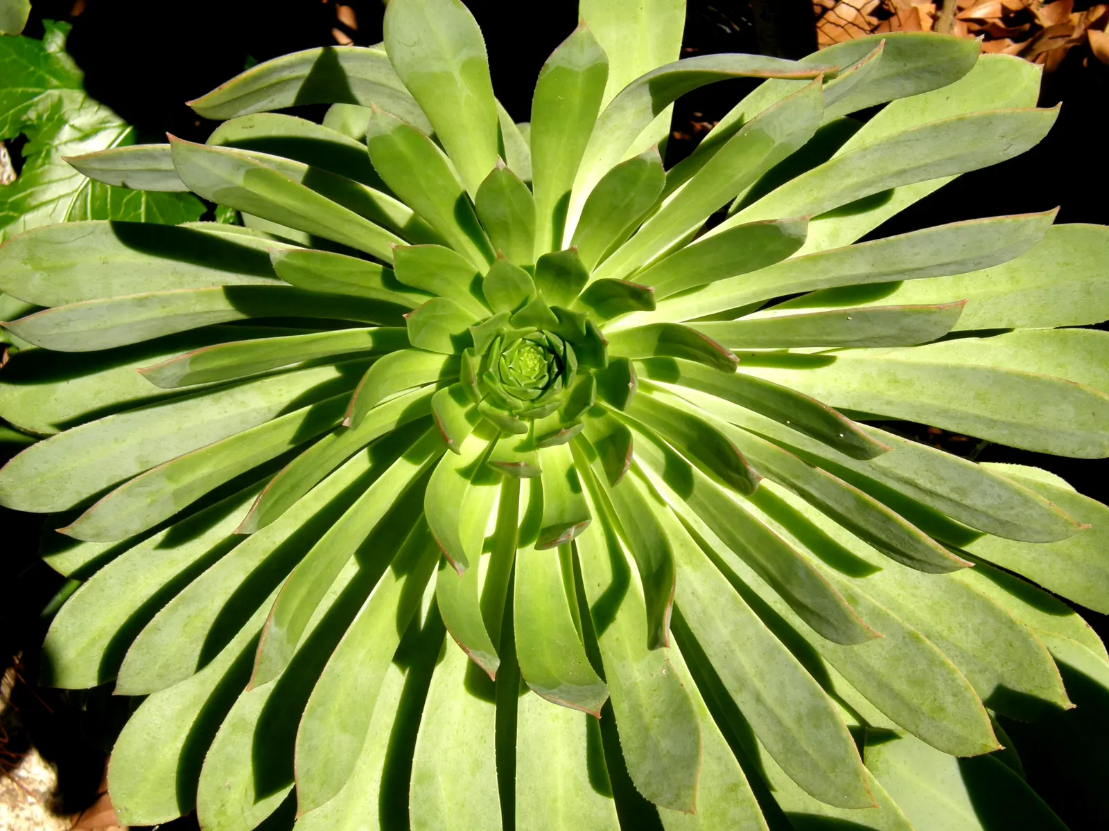 Stalked Aeonium (Aeonium Undulatum) — lusciously textured appearance