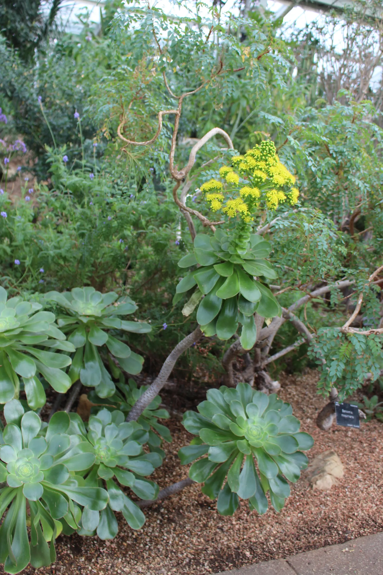 Stalked Aeonium (Aeonium Undulatum) — succulent with yellow blooms