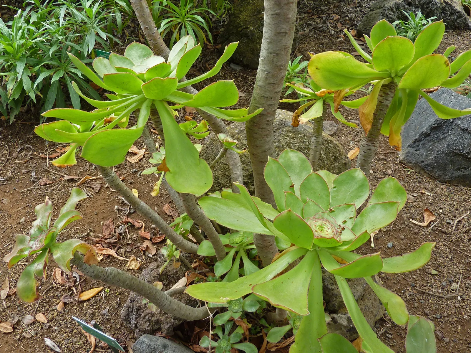 Stalked Aeonium (Aeonium Undulatum) — commonly known as Stalked Aeonium; ideal for USDA zones 9-11, it thrives in full sun to partial shade, requiring minimal