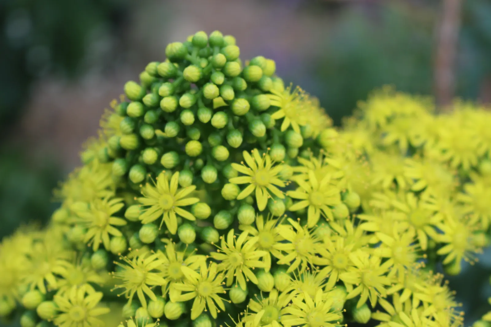 Stalked Aeonium (Aeonium Undulatum) — provide well-draining soil to prevent root rot