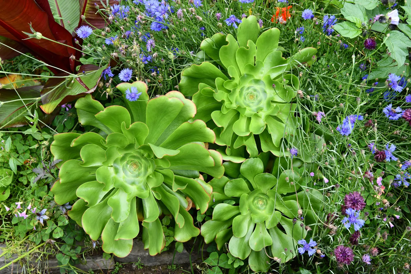 Stalked Aeonium (Aeonium Undulatum) — Perfect for adding architectural interest to rockeries or Mediterranean-style landscapes