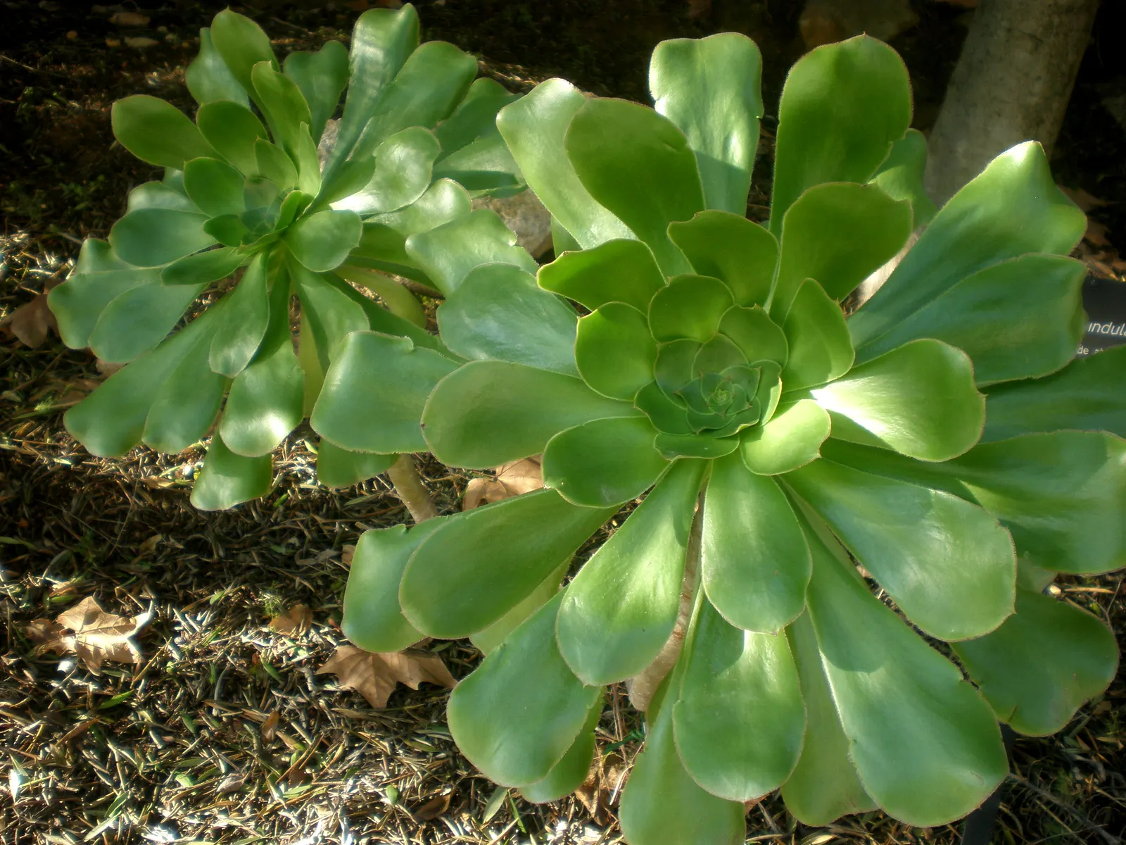 Stalked Aeonium (Aeonium Undulatum) — spoon-shaped leaves boast a greenish-yellow center; or as a container specimen