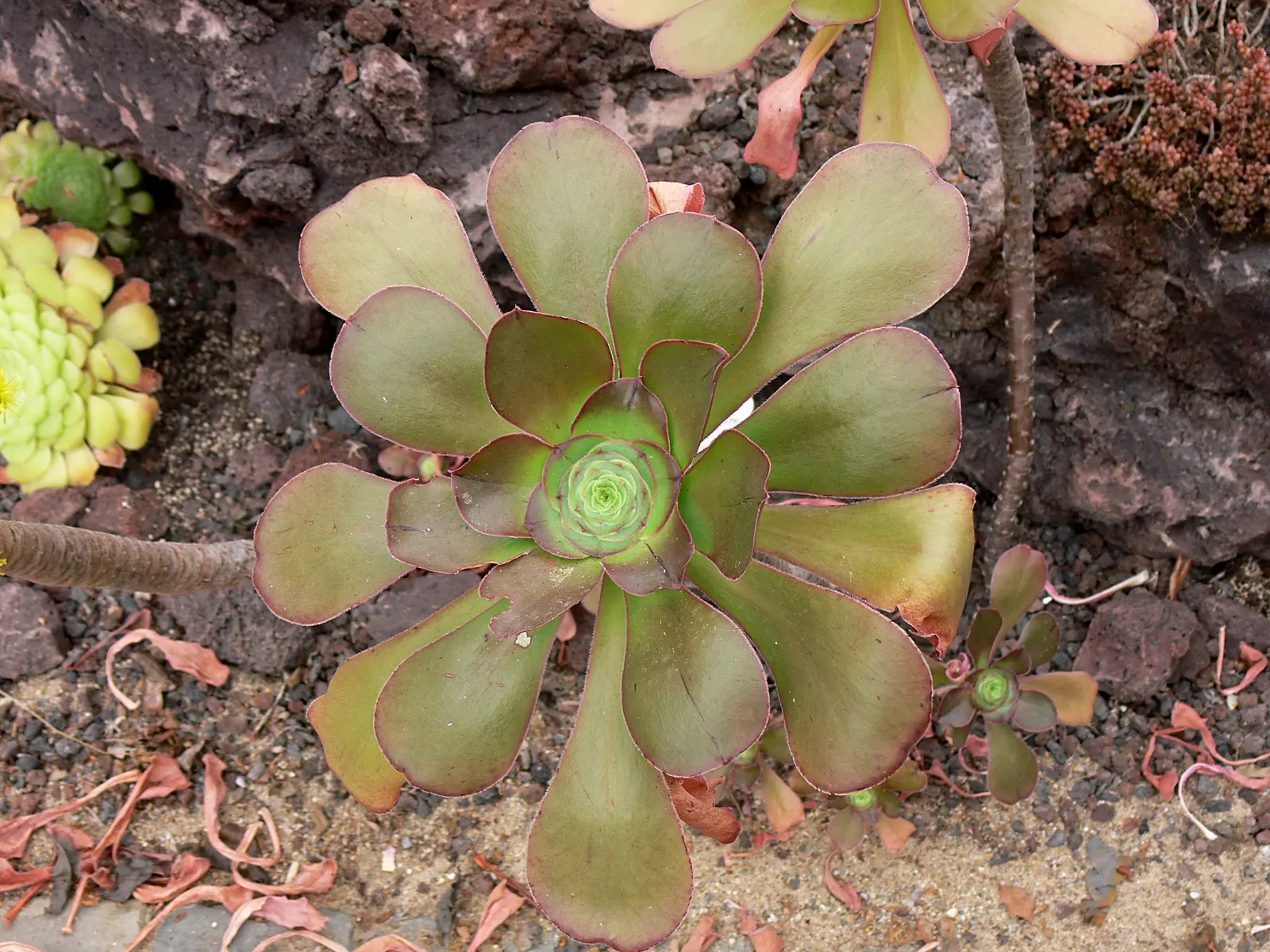 Stalked Aeonium (Aeonium Undulatum) — scientifically known as Aeonium undulatum