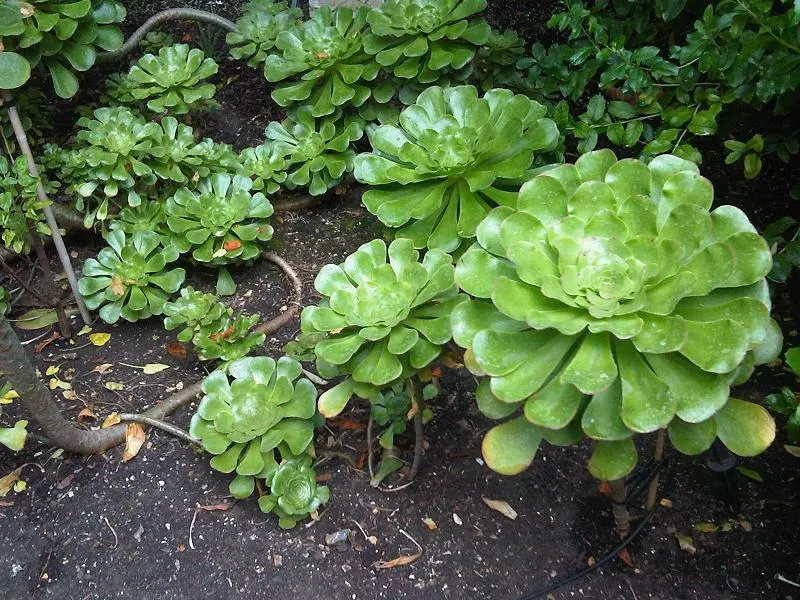 Stalked Aeonium (Aeonium Undulatum) — The rosettes perch atop thick