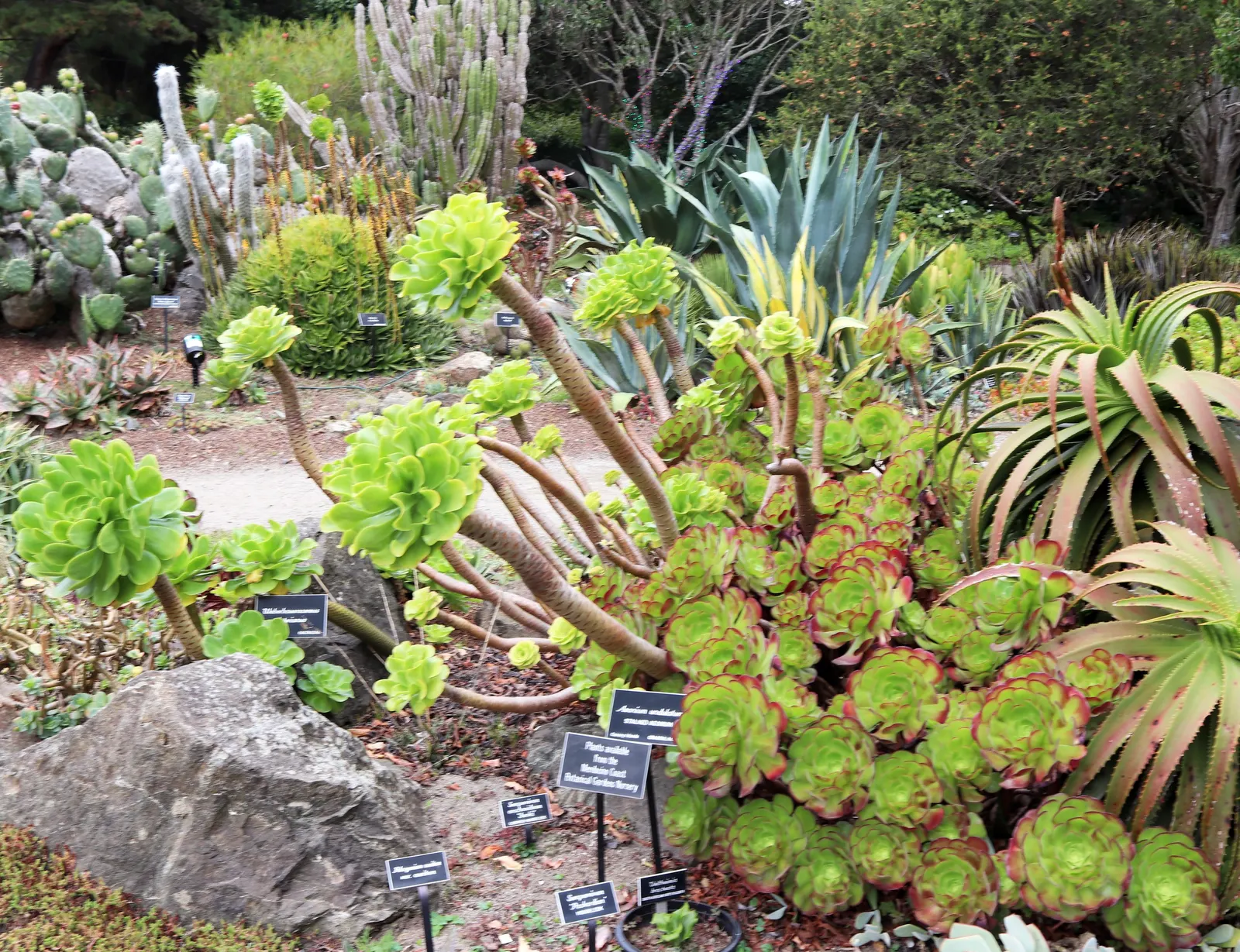 Stalked Aeonium (Aeonium Undulatum) — spoon-shaped leaves boast a greenish-yellow center