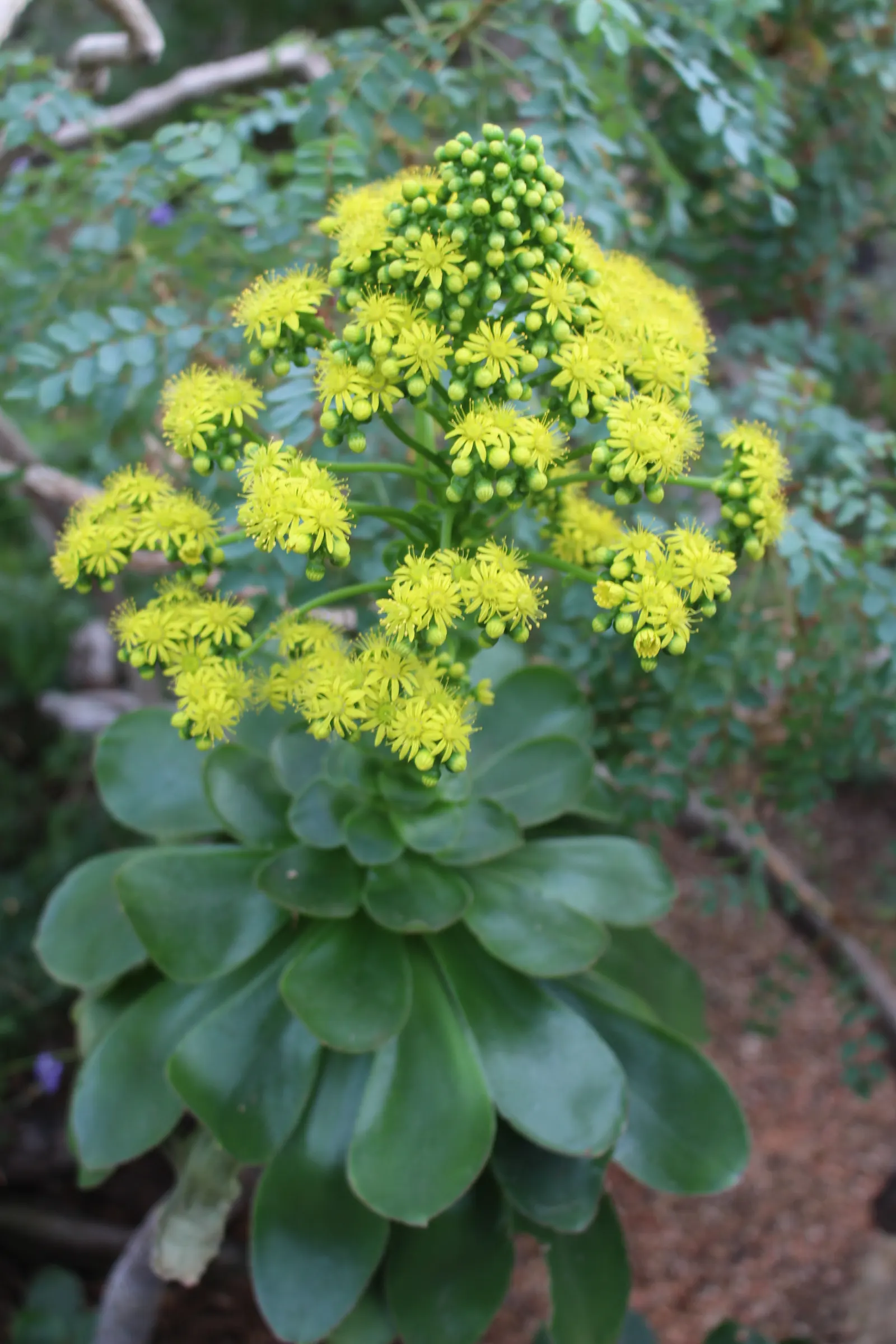 Stalked Aeonium (Aeonium Undulatum) — With minimal maintenance and striking aesthetics