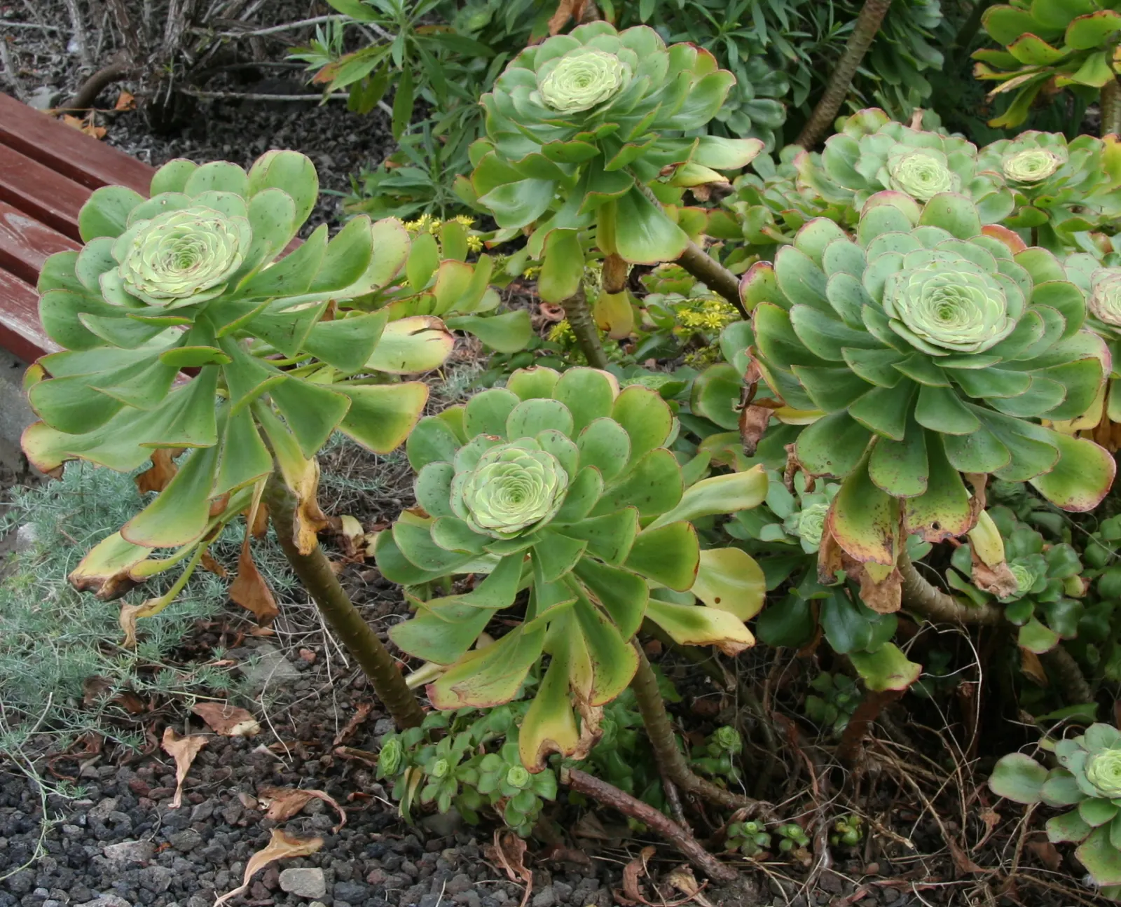 Stalked Aeonium (Aeonium Undulatum) — Stalked Aeoniums produce conical inflorescences of bright yellow star-shaped flowers