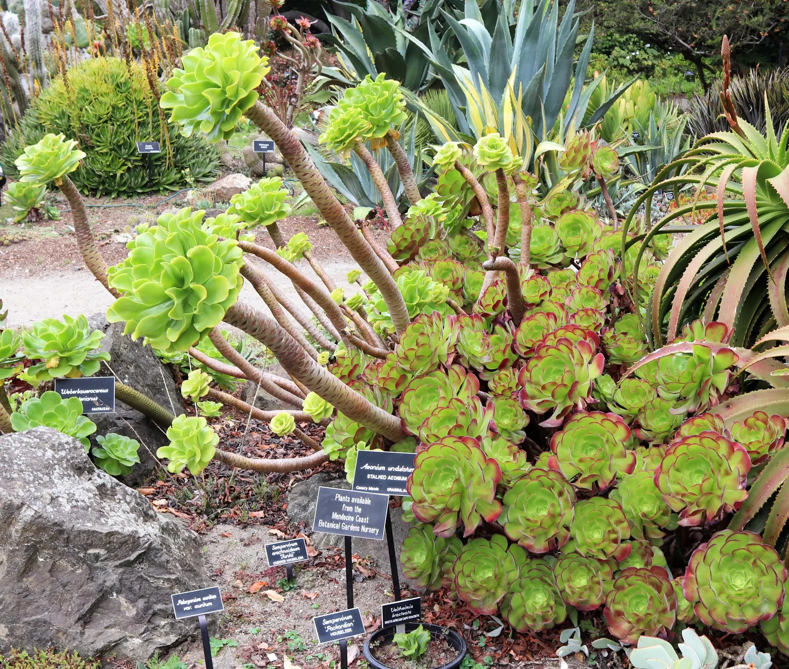 Stalked Aeonium (Aeonium Undulatum) — spoon-shaped leaves that display a green hue with a slight bluish tint.<br><br>During the spring