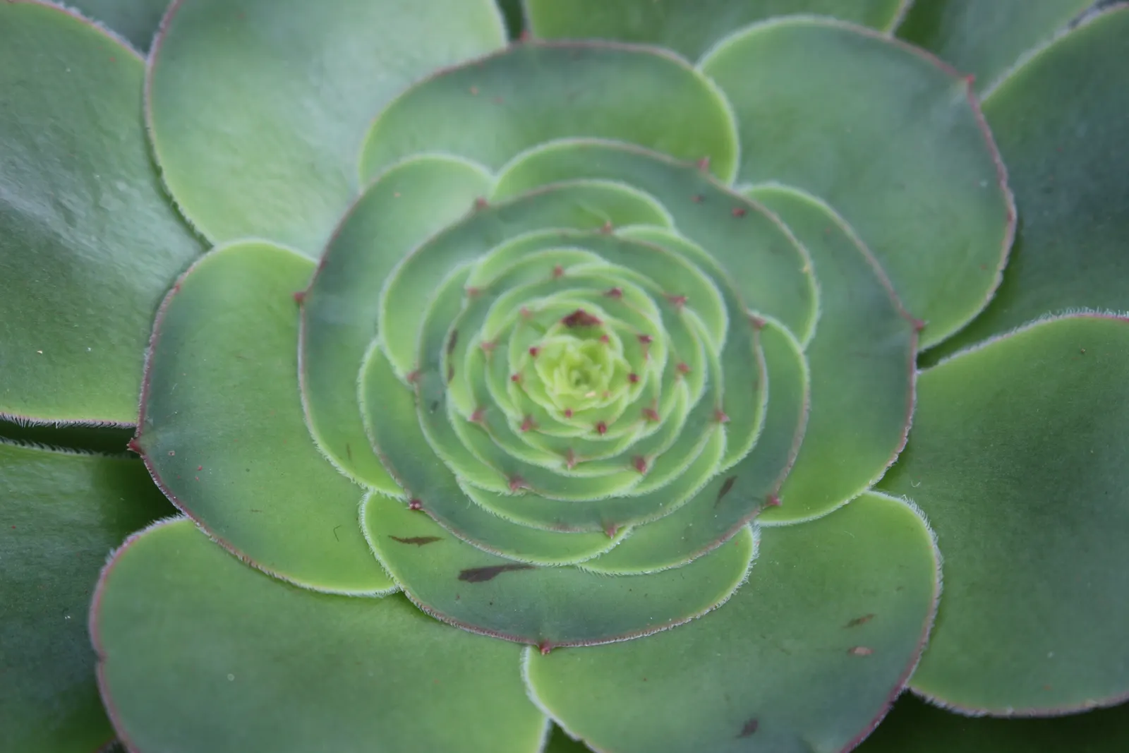 Stalked Aeonium (Aeonium Undulatum) — and space plants approximately 2 feet apart to accommodate their mature spread