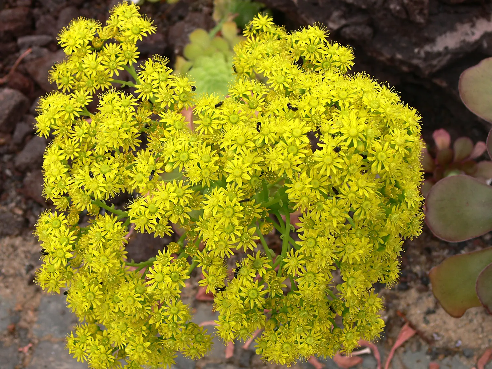 Stalked Aeonium (Aeonium Undulatum) — thriving in full to partial sun exposure