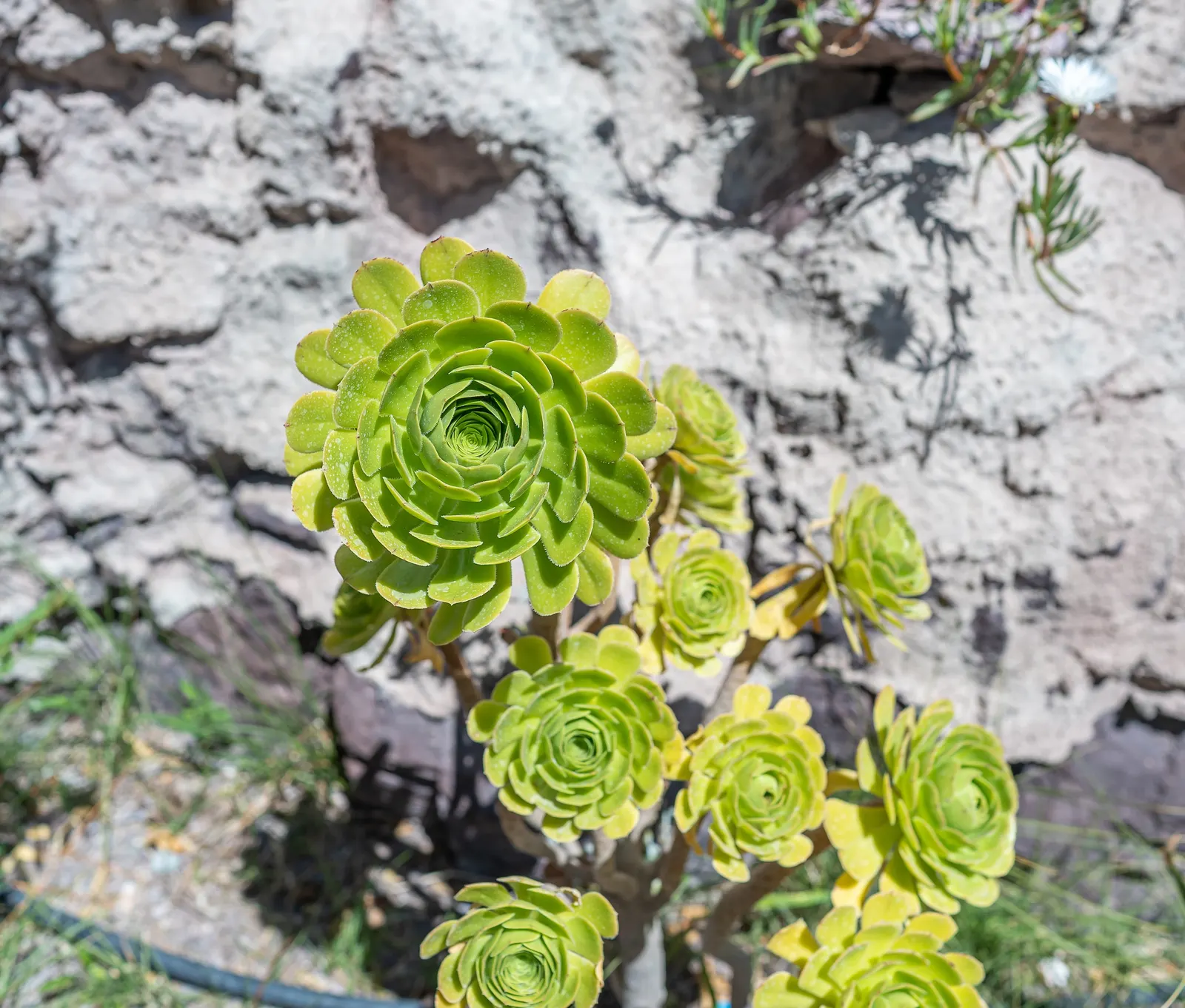 Stalked Aeonium (Aeonium Undulatum) — the Stalked Aeonium adds textural contrast and year-round interest to the garden