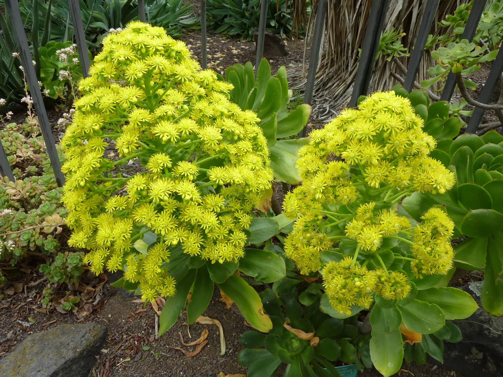 Stalked Aeonium (Aeonium Undulatum) — commonly known as Stalked Aeonium
