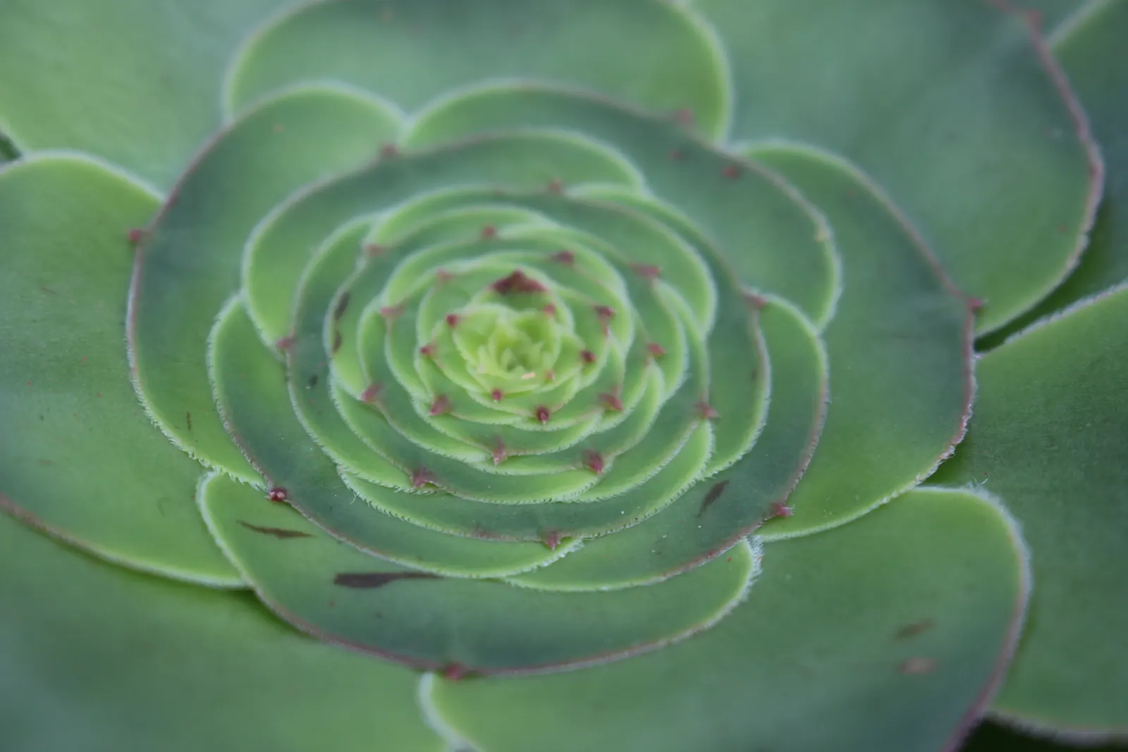 Stalked Aeonium (Aeonium Undulatum) — This bloom adds a splash of color and an inviting habitat for pollinators to the environment