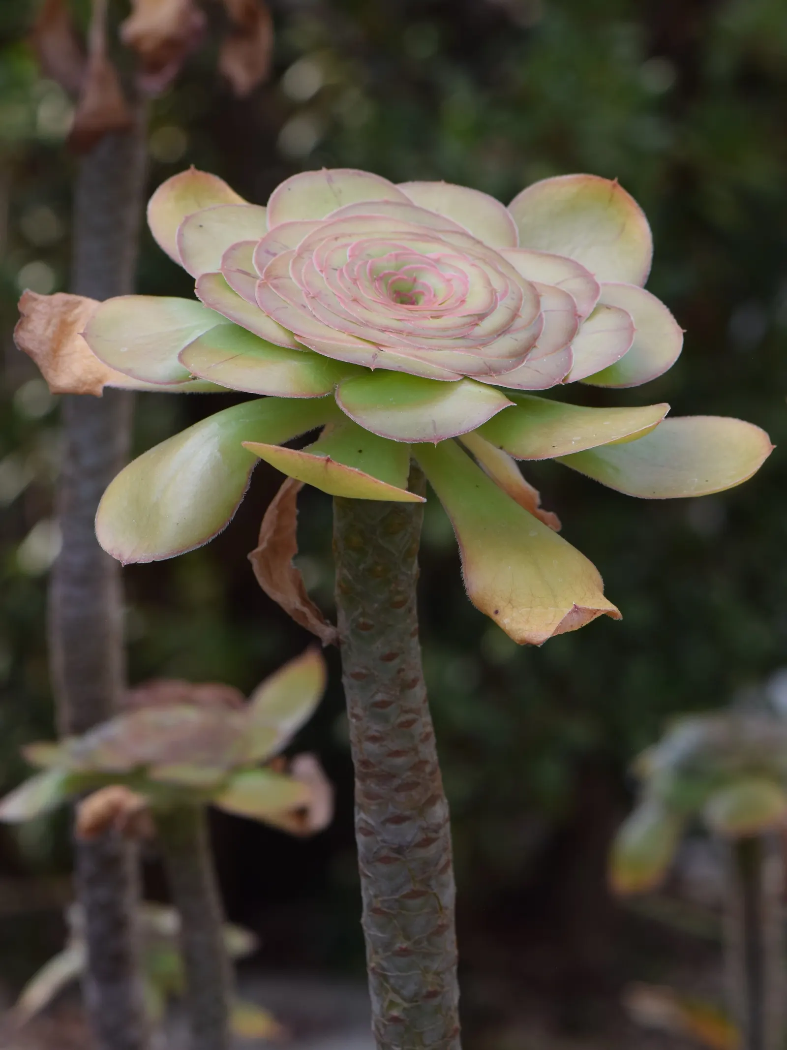 Stalked Aeonium (Aeonium Undulatum) — yellow flowers in the garden