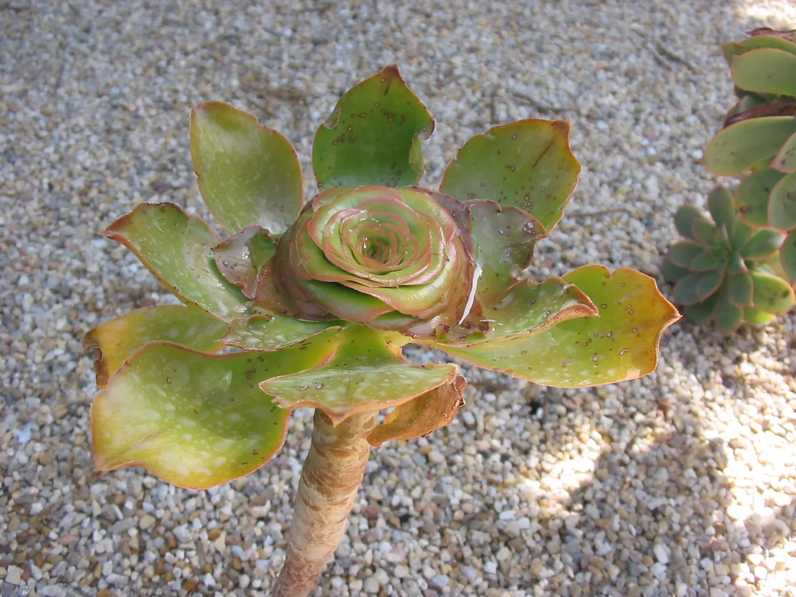 Stalked Aeonium (Aeonium Undulatum) — Ideal for USDA zones 9-11, it thrives in full sun to partial shade, requiring minimal water