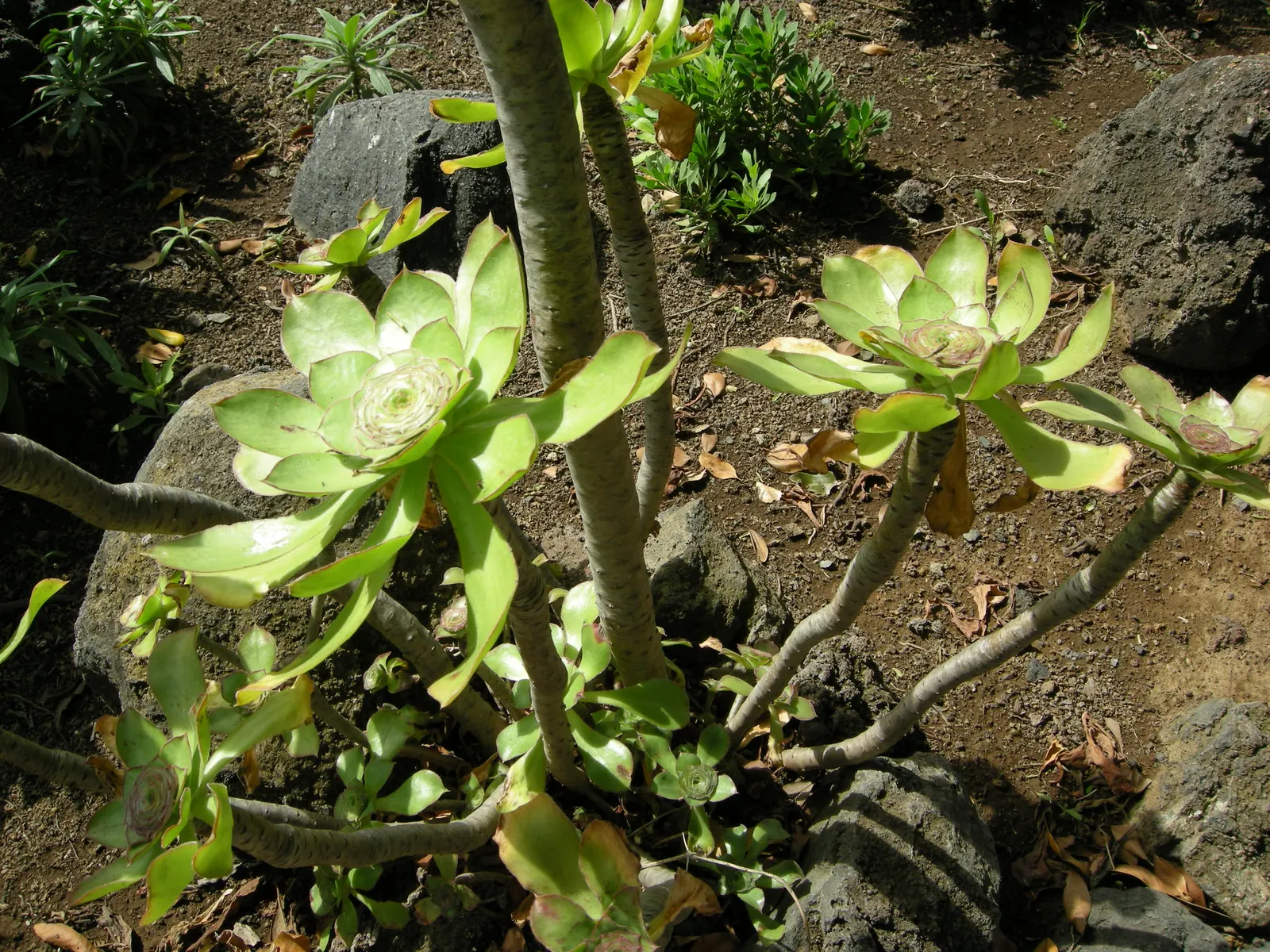 Stalked Aeonium (Aeonium Undulatum) — the Aeonium undulatum creates a bold statement in rock gardens