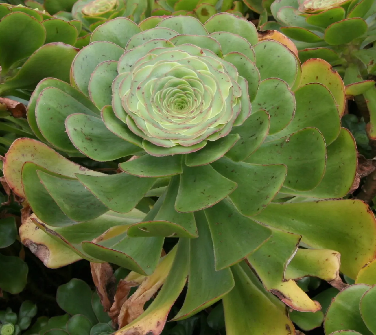 Stalked Aeonium (Aeonium Undulatum) — succulent for full or half