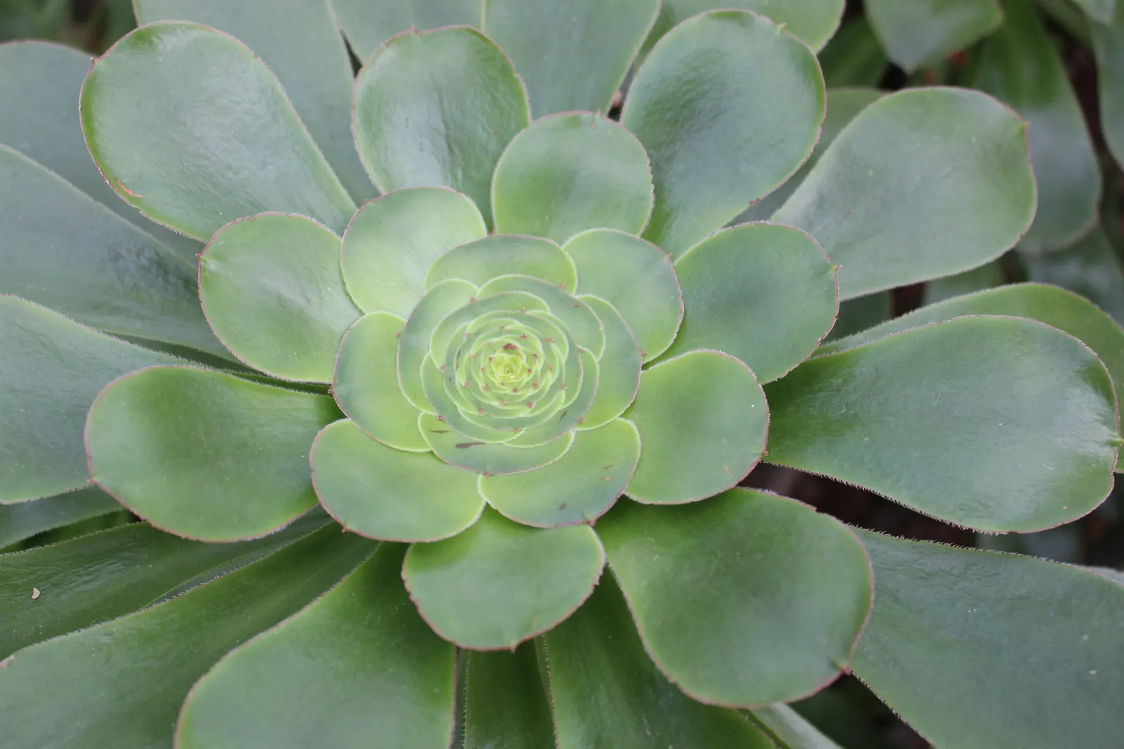 Stalked Aeonium (Aeonium Undulatum) — with rosettes that can grow up to 18 inches in diameter