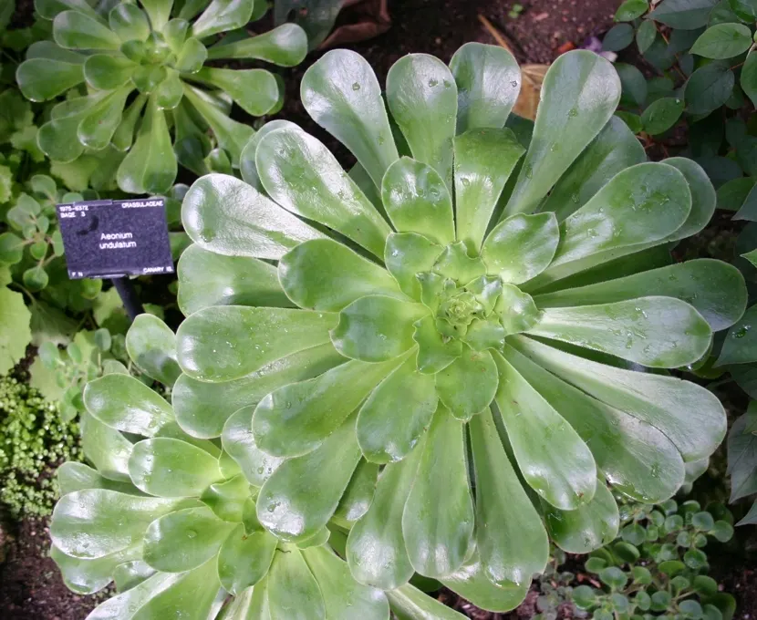 Stalked Aeonium (Aeonium Undulatum) — lusciously textured appearance; as a drought-tolerant species