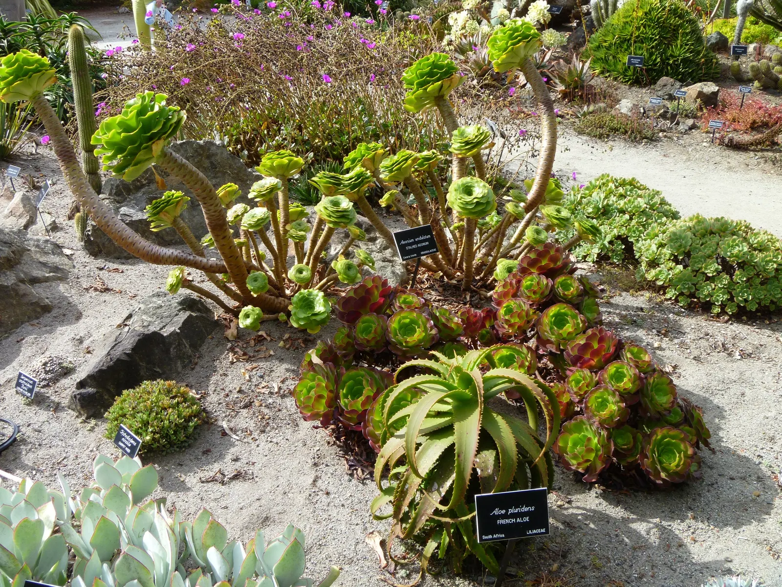 Stalked Aeonium (Aeonium Undulatum) — Aeonium undulatum is known for its low water requirements