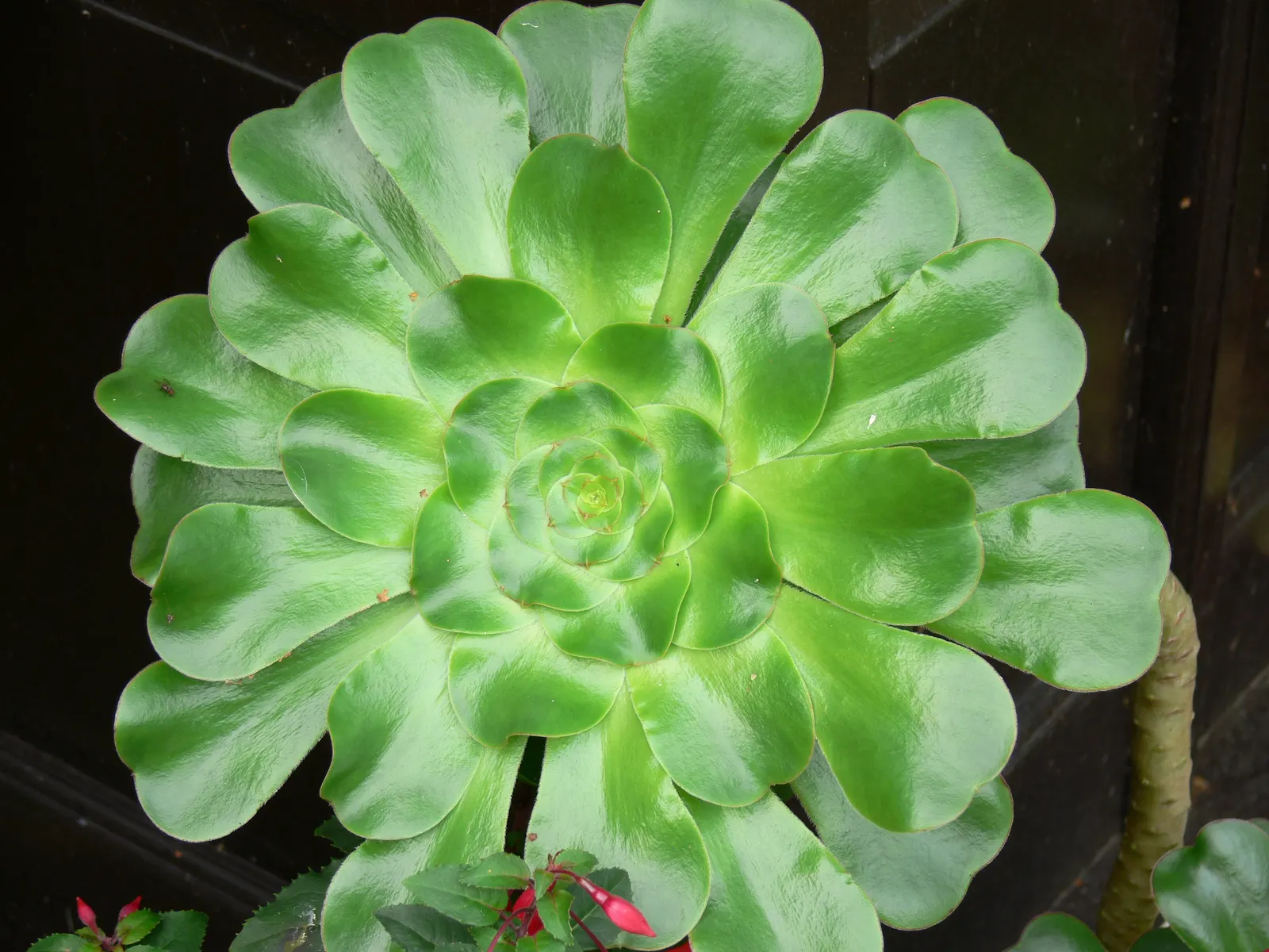 Stalked Aeonium (Aeonium Undulatum) — enhancing their visual appeal