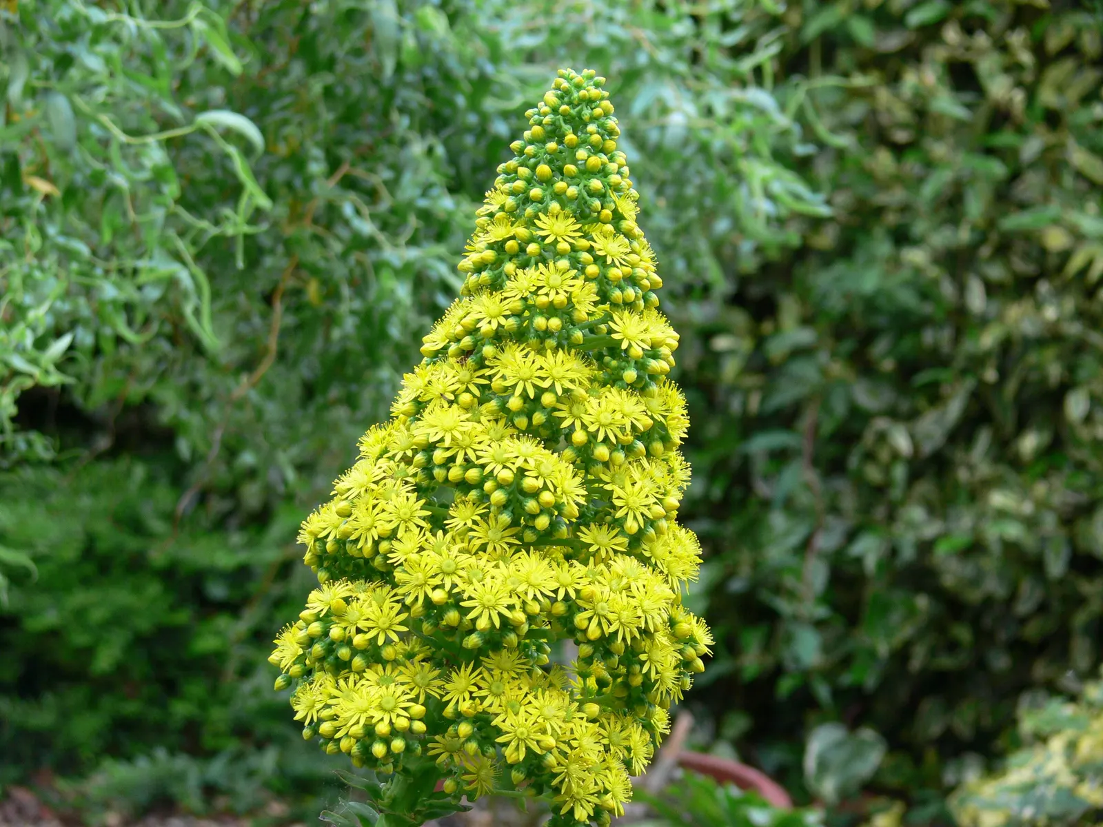Stalked Aeonium (Aeonium Undulatum) — As a drought-tolerant species