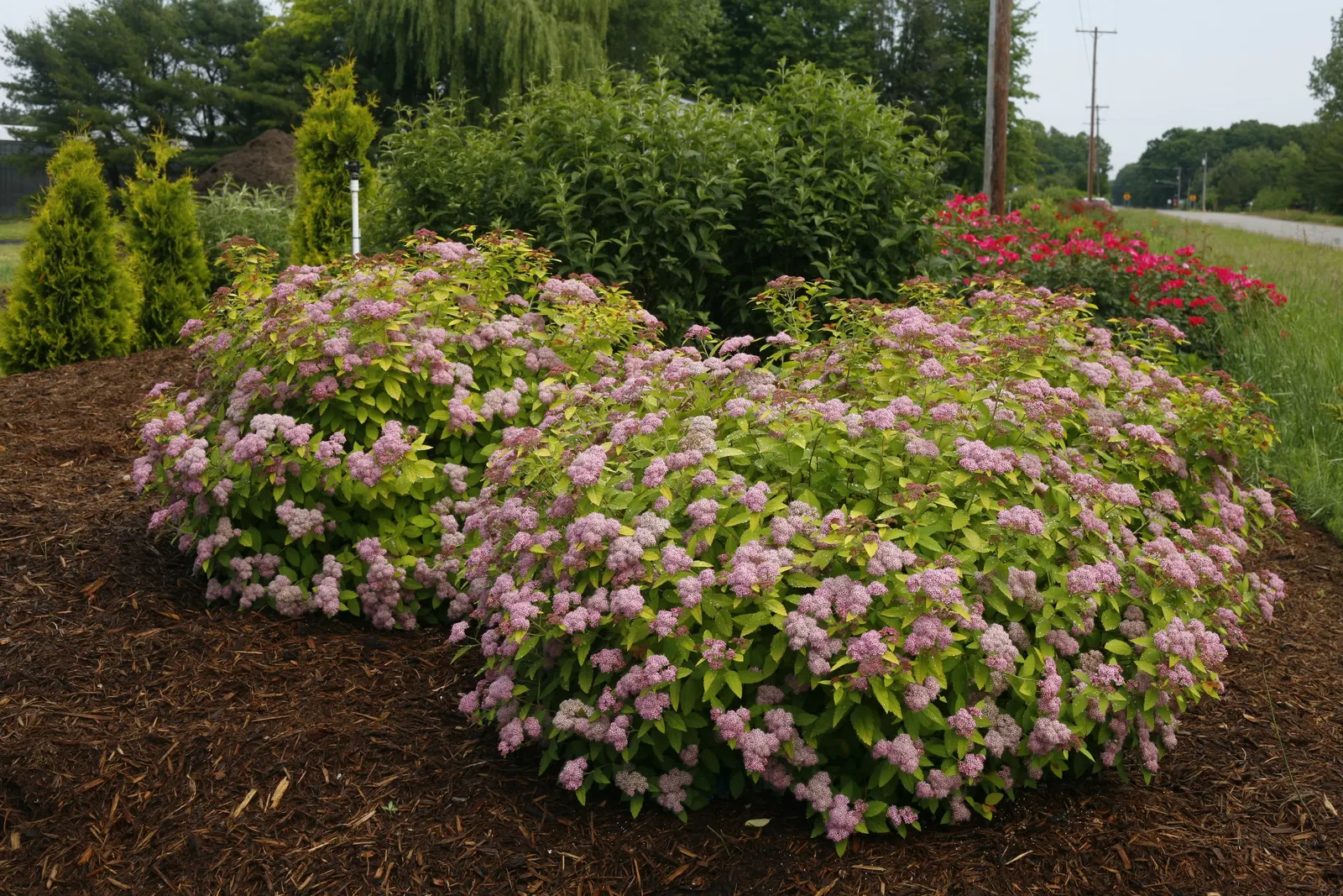 Double Play Big Bang® Spirea (Spiraea x) — Everything you love about the classic spirea - and more