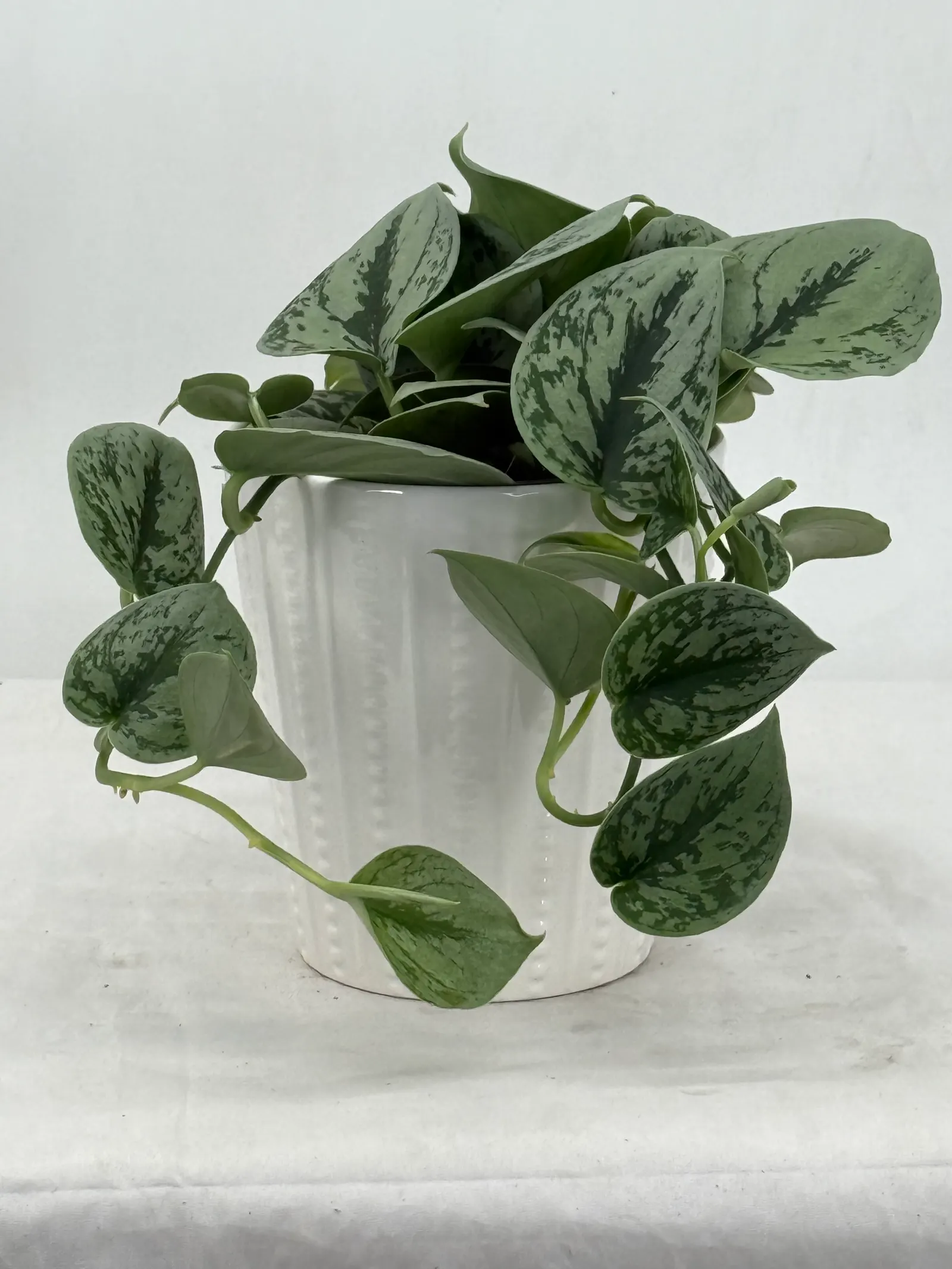 Green Anaconda Satin Pothos (Scindapsus x) — Proven Winners - Shimmering Falls® Green Anaconda - Satin Pothos - Scindapsus x plant details