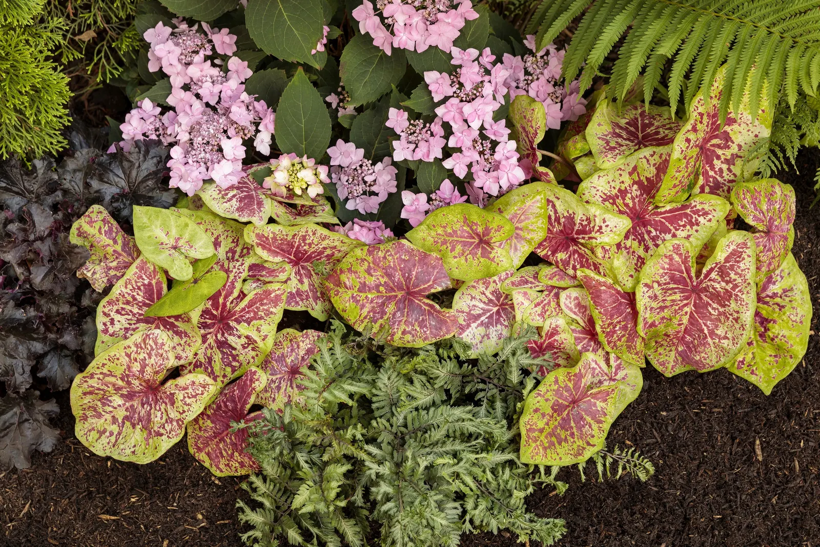 Tuff Stuff Ah-Ha® Reblooming Mountain Hydrangea (Hydrangea serrata) — Part of the Proven Winners® collection