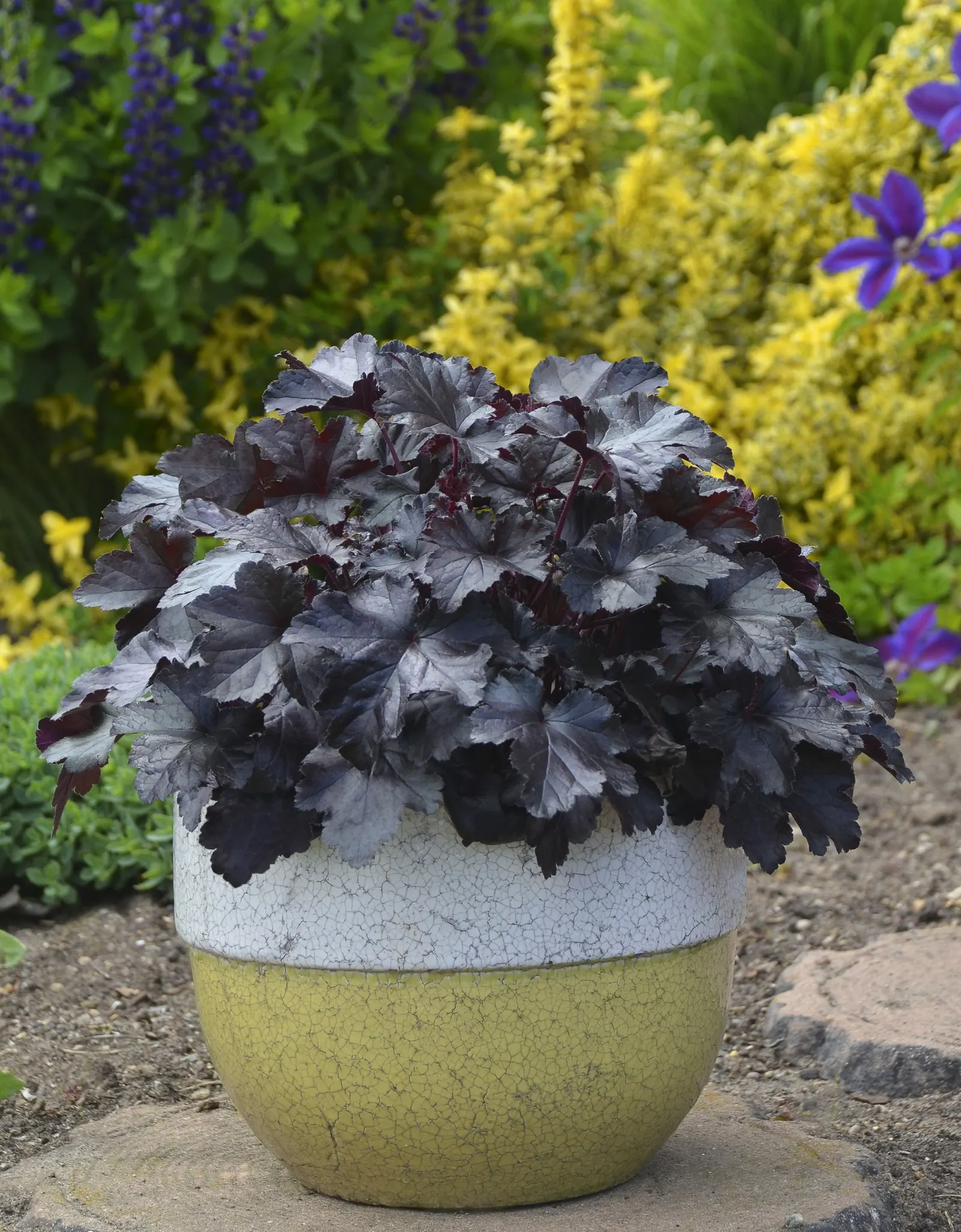 'Black Pearl' Coral Bells (Heuchera hybrid) — Trim back tattered foliage in early spring, image 17