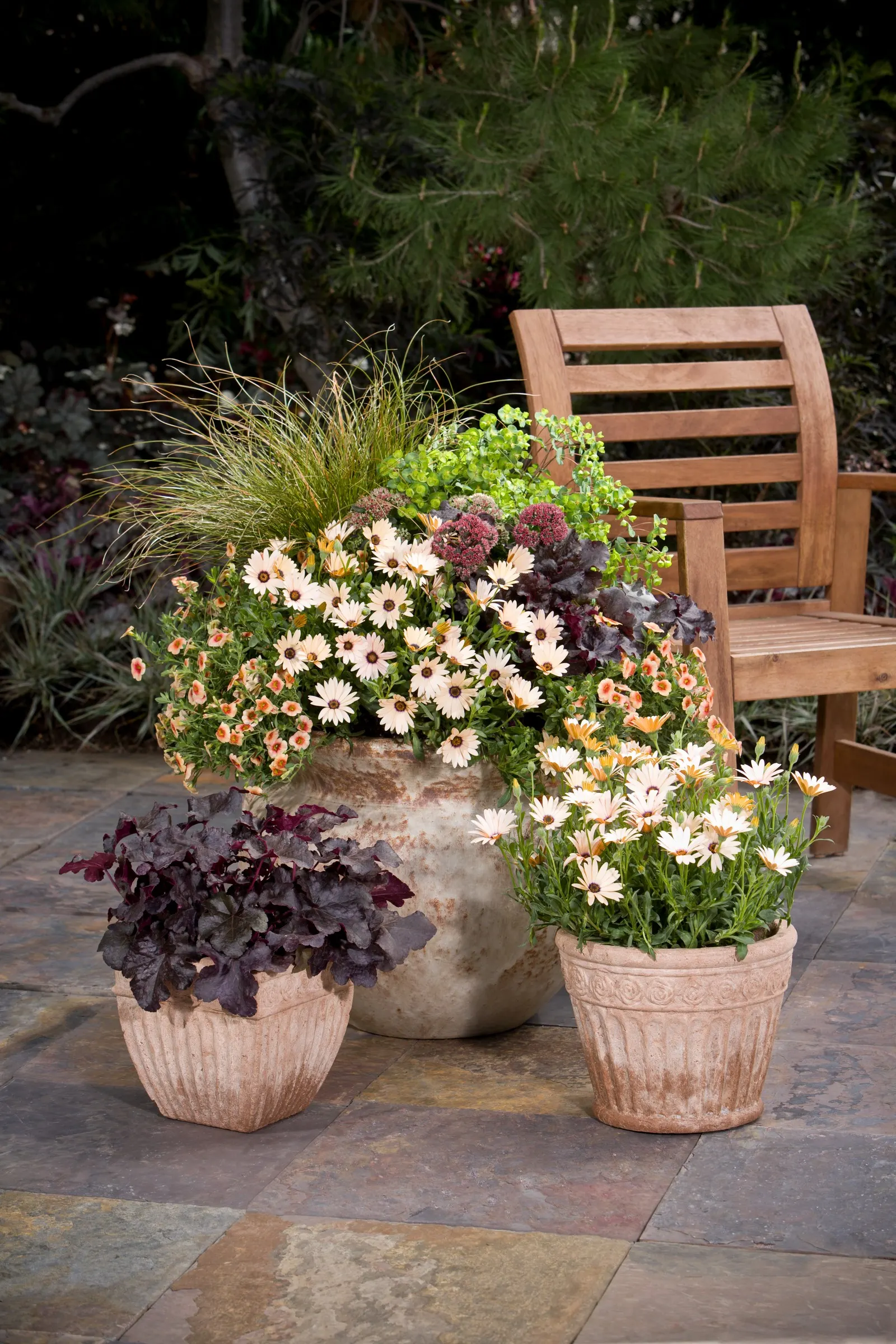 'Black Pearl' Coral Bells (Heuchera hybrid) — ruffled edges and rosy purple undersides